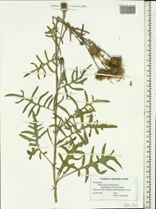 Centaurea apiculata Ledeb., Eastern Europe, Moldova (E13a) (Moldova)