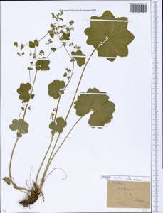 Alchemilla heptagona Juz., Eastern Europe, Moscow region (E4a) (Russia)