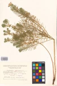 Euphorbia cyparissias L., Eastern Europe, Moscow region (E4a) (Russia)