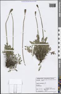 Oreomecon nudicaulis subsp. nudicaulis, Siberia, Central Siberia (S3) (Russia)