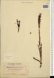 Anacamptis coriophora (L.) R.M.Bateman, Pridgeon & M.W.Chase, Caucasus, Georgia (K4) (Georgia)