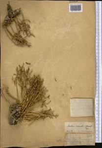Anabasis truncata (Schrenk) Bunge, Middle Asia, Muyunkumy, Balkhash & Betpak-Dala (M9) (Kazakhstan)