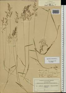 Agrostis stolonifera L., Eastern Europe, Moscow region (E4a) (Russia)