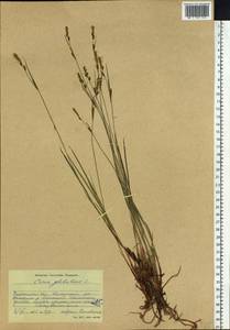 Carex globularis L., Siberia, Baikal & Transbaikal region (S4) (Russia)