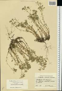Scleranthus perennis, Eastern Europe, Lithuania (E2a) (Lithuania)