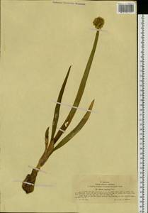 Allium altaicum Pall., Siberia, Western (Kazakhstan) Altai Mountains (S2a) (Kazakhstan)