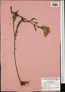 Achillea millefolium L., Eastern Europe, Central region (E4) (Russia)