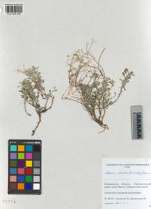 KUZ 005 626, Odontarrhena obovata C.A.Mey., Siberia, Altai & Sayany Mountains (S2) (Russia)