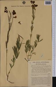 Lathyrus pallescens (M.Bieb.)K.Koch, Western Europe (EUR) (Romania)