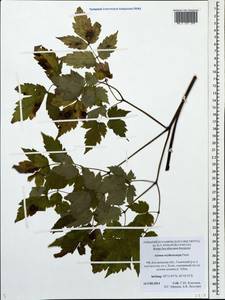 Actaea rubra subsp. rubra, Eastern Europe, Central forest region (E5) (Russia)