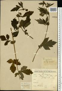 Geum aleppicum Jacq., Eastern Europe, Central forest-and-steppe region (E6) (Russia)