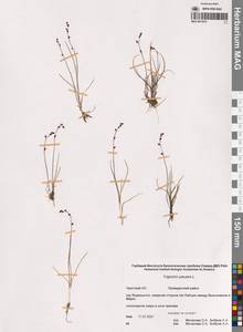 Triglochin palustris L., Siberia, Chukotka & Kamchatka (S7) (Russia)