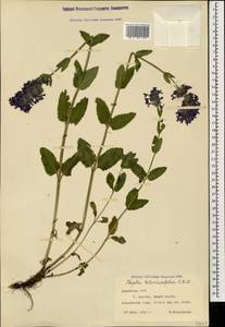Nepeta betonicifolia, Caucasus, Armenia (K5) (Armenia)