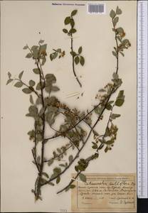 Cotoneaster multiflorus Bunge, Middle Asia, Northern & Central Tian Shan (M4) (Kyrgyzstan)