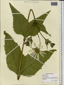Silphium perfoliatum L., Eastern Europe, North-Western region (E2) (Russia)
