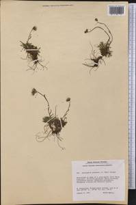 Antennaria alpina (L.) Gaertn., America (AMER) (Greenland)
