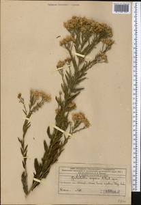 Galatella, Middle Asia, Western Tian Shan & Karatau (M3) (Kazakhstan)