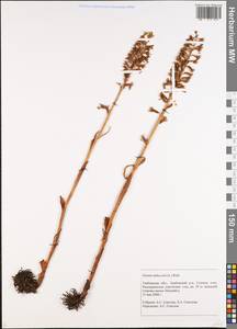 Neottia nidus-avis (L.) Rich., Eastern Europe, Central forest-and-steppe region (E6) (Russia)