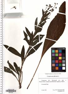 Cynoglossum officinale L., Eastern Europe, Middle Volga region (E8) (Russia)