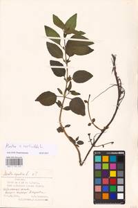 MHA 0 158 449, Mentha × verticillata L., Eastern Europe, Estonia (E2c) (Estonia)