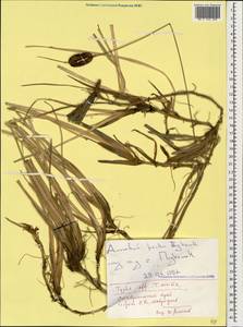 Typha minima Funck, Caucasus, Stavropol Krai, Karachay-Cherkessia & Kabardino-Balkaria (K1b) (Russia)