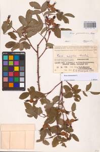 Rosa majalis Herrm., Eastern Europe, Lower Volga region (E9) (Russia)