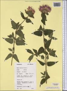 Monarda fistulosa L., America (AMER) (United States)