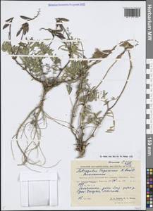 Astragalus tugarinovii Basil., Siberia, Yakutia (S5) (Russia)