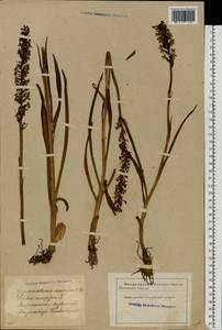 Gymnadenia conopsea (L.) R.Br., Eastern Europe, Latvia (E2b) (Latvia)