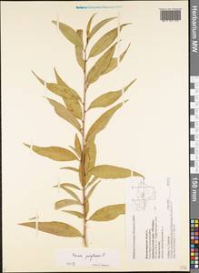 Prunus pensylvanica L. fil., Eastern Europe, Central region (E4) (Russia)