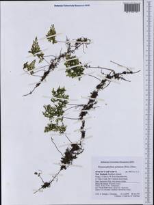 Hymenophyllum peltatum (Poir.) Desv., Australia & Oceania (AUSTR) (New Zealand)