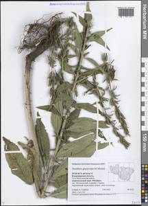 Oenothera glazioviana Micheli, Eastern Europe, Central region (E4) (Russia)