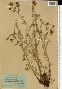 Tripleurospermum maritimum (L.) W. D. J. Koch, Eastern Europe, Northern region (E1) (Russia)