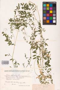 Vicia sylvatica L., Eastern Europe, Eastern region (E10) (Russia)