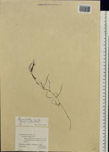 Zannichellia palustris subsp. major (Hartm.) Ooststr. & Reichg., Eastern Europe, North-Western region (E2) (Russia)