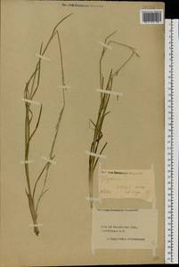 Glyceria fluitans (L.) R.Br., Eastern Europe, Central forest region (E5) (Russia)