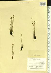 Juncus triglumis L., Siberia, Baikal & Transbaikal region (S4) (Russia)