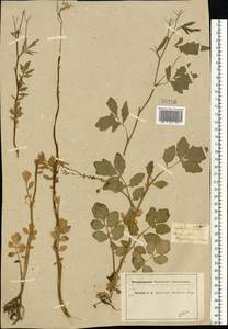 Cardamine amara L., Eastern Europe, Moscow region (E4a) (Russia)