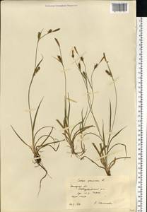 Carex panicea L., Eastern Europe, Western region (E3) (Russia)