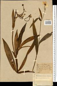 Ranunculus lingua L., Eastern Europe, North-Western region (E2) (Russia)