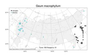 Geum macrophyllum Willd., Atlas of the Russian Flora (FLORUS) (Russia)