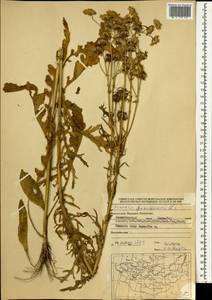 Jacobaea ambracea (Turcz. ex DC.) B. Nord., Mongolia (MONG) (Mongolia)