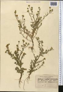 Pulicaria vulgaris Gaertn., Middle Asia, Caspian Ustyurt & Northern Aralia (M8) (Kazakhstan)
