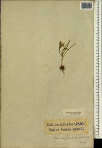 Romulea flava var. viridiflora (Bég.) M.P.de Vos, Africa (AFR) (South Africa)