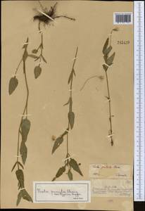 Viola pumila Chaix, Middle Asia, Dzungarian Alatau & Tarbagatai (M5) (Kazakhstan)