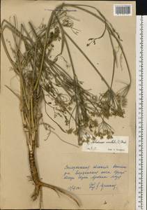 Astrodaucus orientalis (L.) Drude, Eastern Europe, South Ukrainian region (E12) (Ukraine)