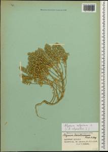 Alyssum alyssoides (L.) L., Caucasus, Azerbaijan (K6) (Azerbaijan)