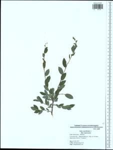 Salix myrtilloides L., Eastern Europe, Central region (E4) (Russia)