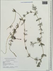 Myriophyllum spicatum L., Crimea (KRYM) (Russia)