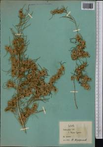 Salsola, Middle Asia, Syr-Darian deserts & Kyzylkum (M7) (Uzbekistan)